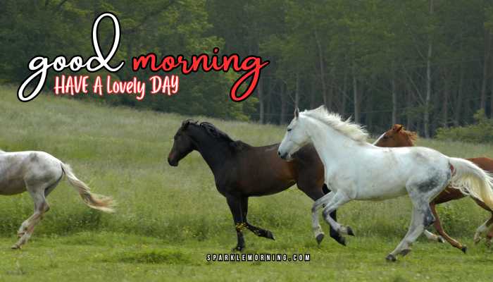 good morning animal images