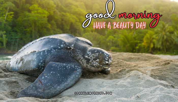 good morning animal images