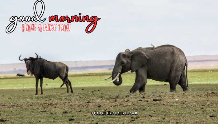 good morning animal images