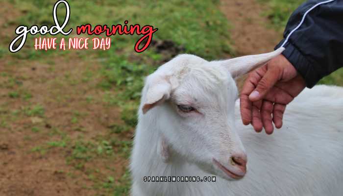 good morning animal images