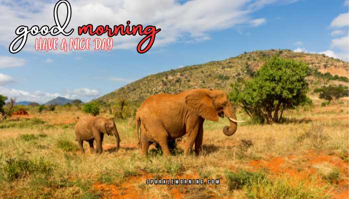 good morning animal images