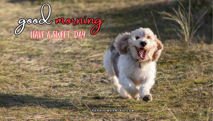 good morning animal images