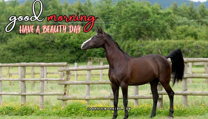 good morning animal images