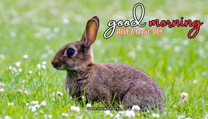 good morning animal images