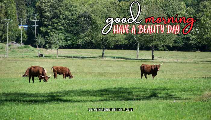 good morning animal images