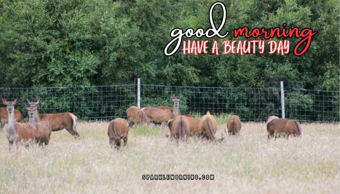 good morning animal images