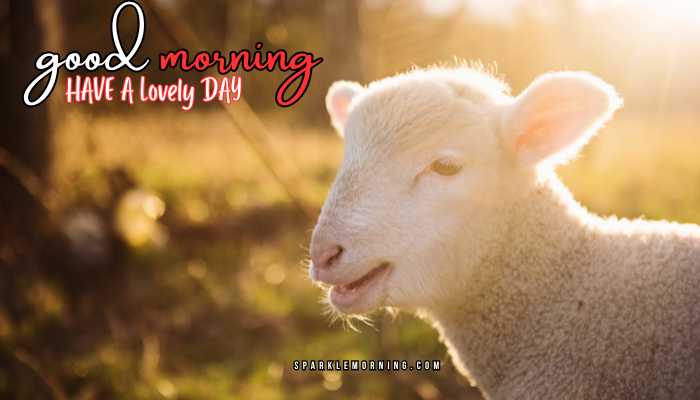 good morning animal images