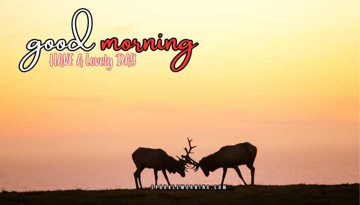 good morning animal images