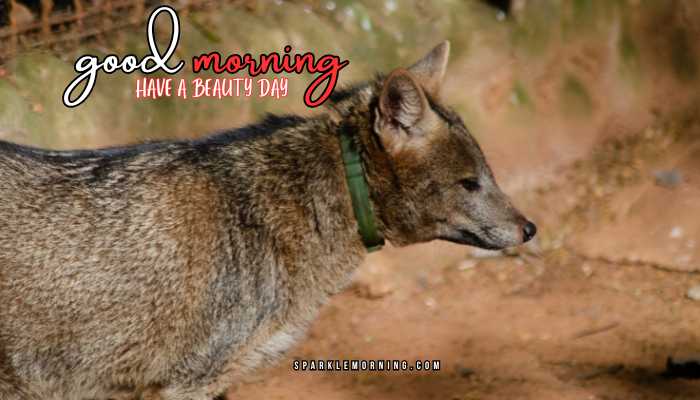 good morning animal images