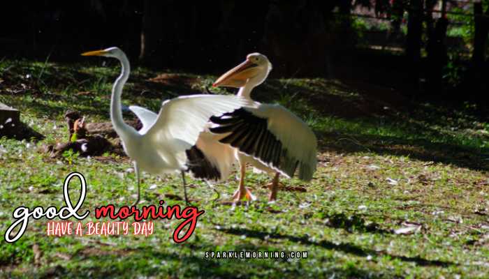 good morning animal images