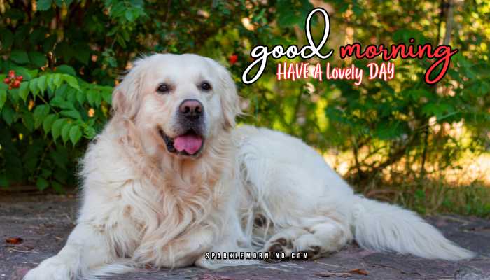 good morning animal images