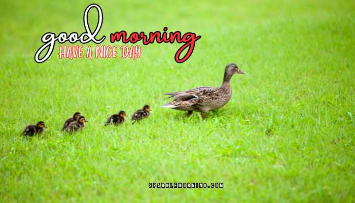 good morning animal images