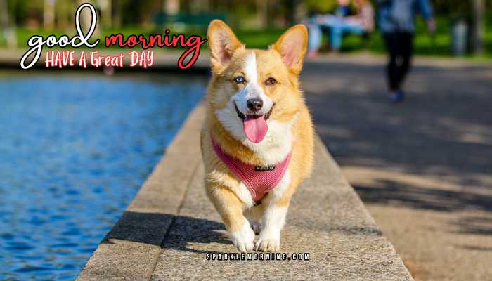 good morning animal images