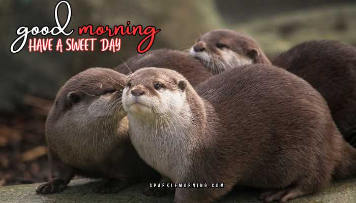 good morning animal images