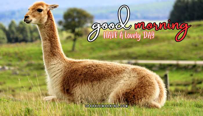 good morning animal images