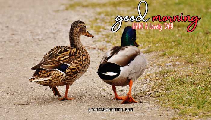 good morning animal images