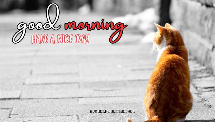 good morning animal images