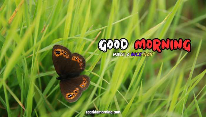 good morning butterfly images