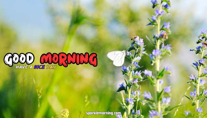 good morning butterfly images