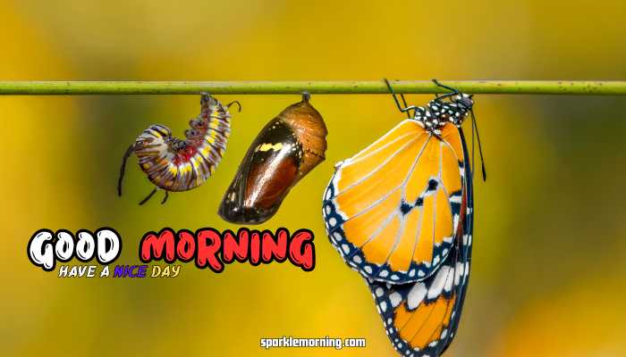 good morning butterfly images