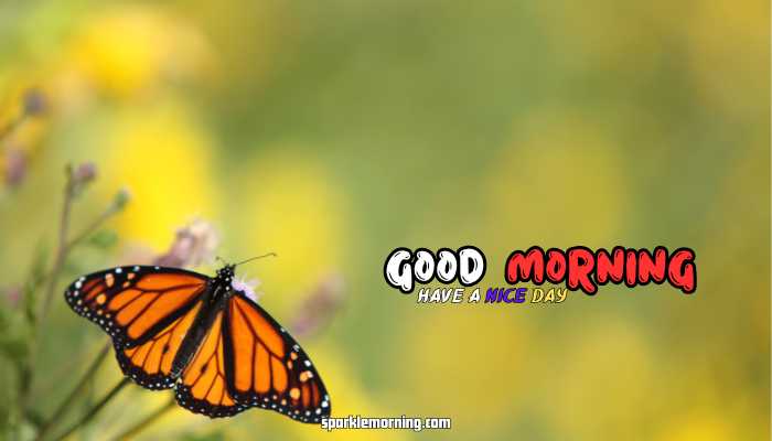 good morning butterfly images