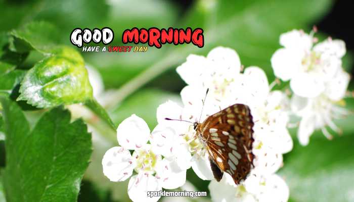 good morning butterfly images