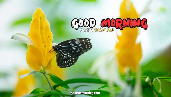 good morning butterfly images