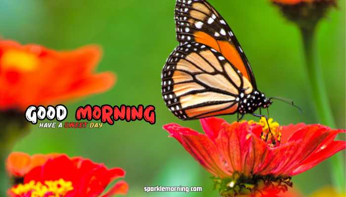 good morning butterfly images