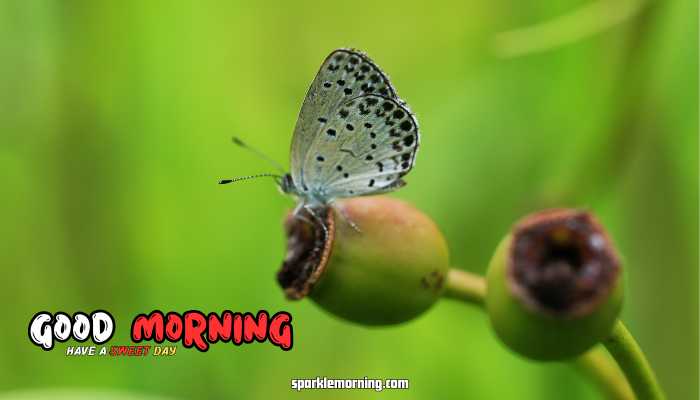 good morning butterfly images