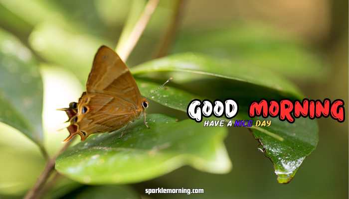 good morning butterfly images