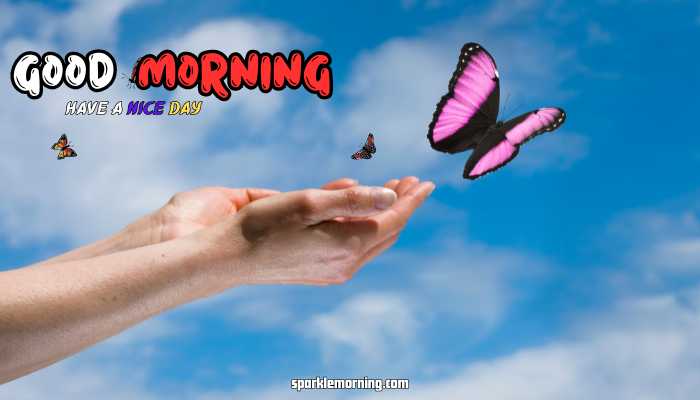 good morning butterfly images