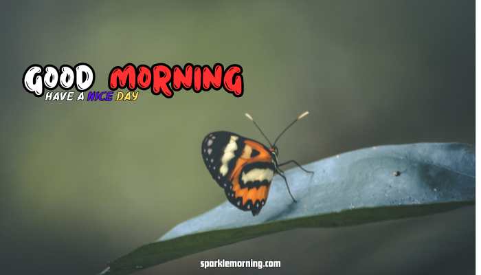 good morning butterfly images