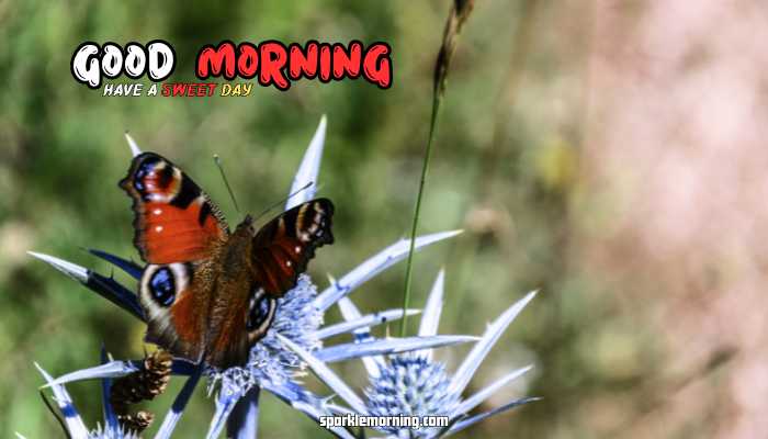 good morning butterfly images