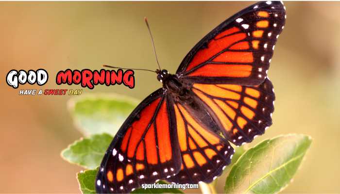 good morning butterfly images