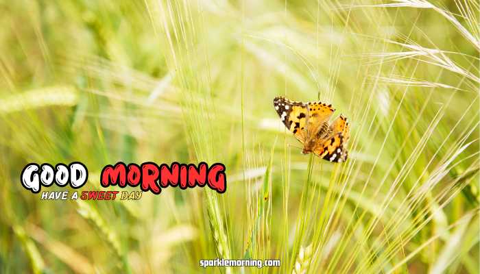 good morning butterfly images