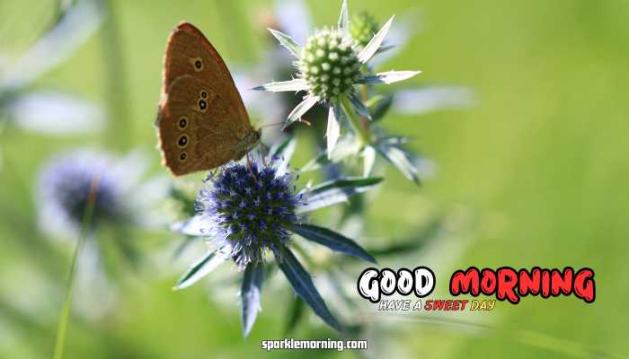 good morning butterfly images