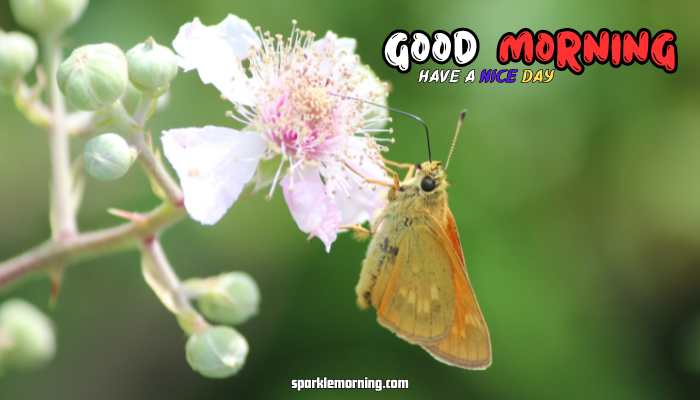 good morning butterfly images