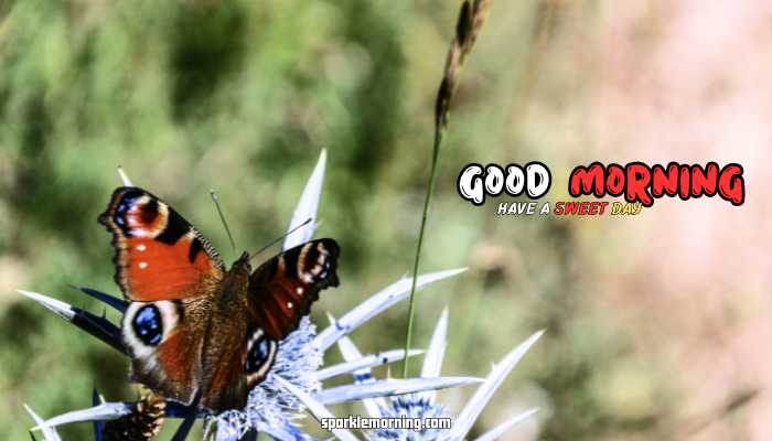 good morning butterfly images
