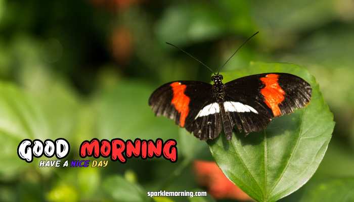 good morning butterfly images