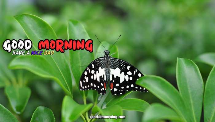 good morning butterfly images