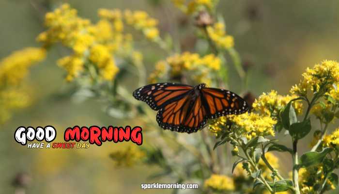 good morning butterfly images