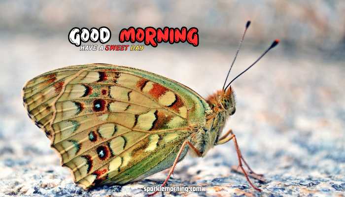 good morning butterfly images