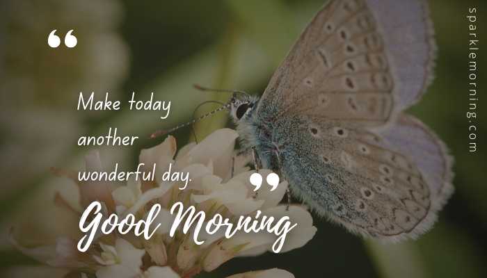 good morning butterfly images