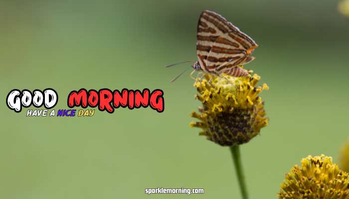 good morning butterfly images