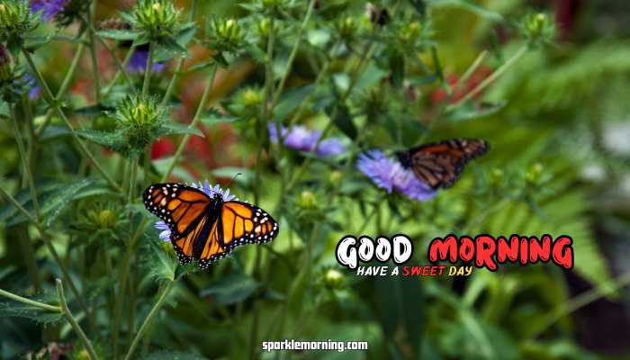 good morning butterfly images
