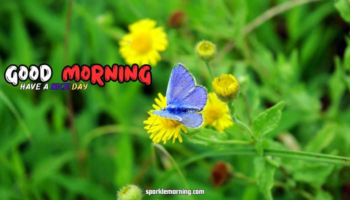 good morning butterfly images