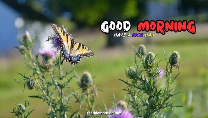 good morning butterfly images