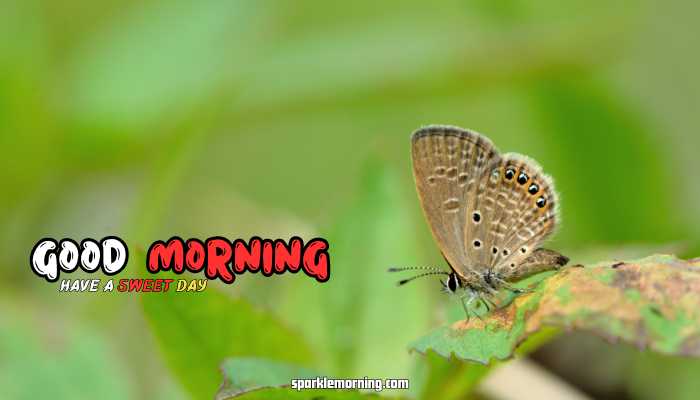 good morning butterfly images