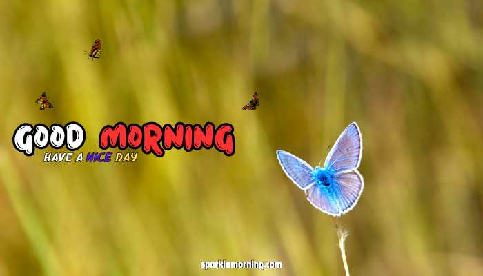 good morning butterfly images