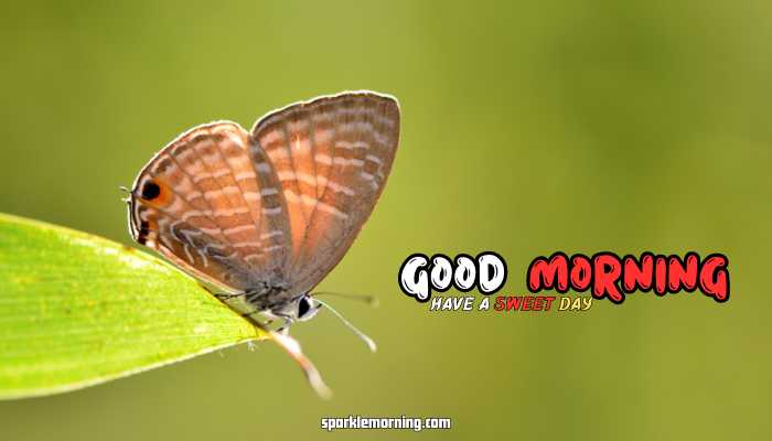 good morning butterfly images
